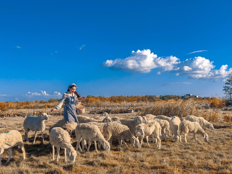 Checkin cùng đàn cừu tại Ninh Thuận