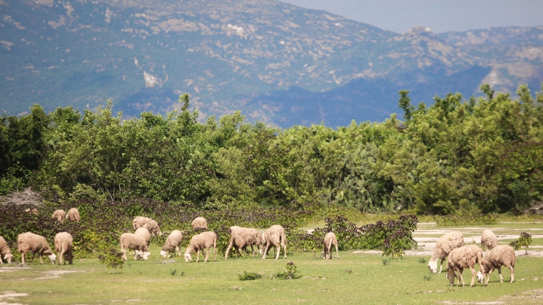 Đồng cừu An Hoa - Ninh Thuận