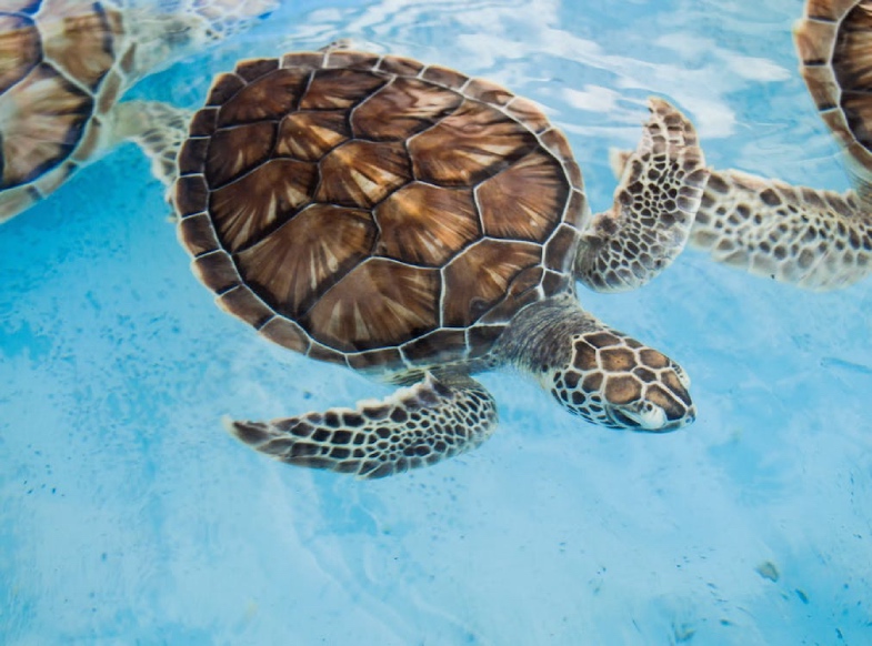 Khu bảo tồn rùa biển